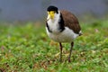 Vanellus miles - Masked Lapwing, wader from Australia Royalty Free Stock Photo