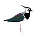 Vanellus vanellus - Northern lapwing - Lateral view