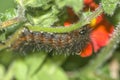 Vanesa carye butterfly caterpillar Royalty Free Stock Photo
