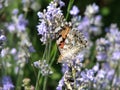 Vanesa females butterfly of the Nymphalid family Royalty Free Stock Photo