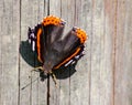 Vanessa Atalanta Butterfly The atalanta, also known as the Volcano, is a lepidoptera belonging to the Ninfalid family, widespread Royalty Free Stock Photo