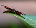 Vanessa Atalanta Butterfly The atalanta, also known as the Volcano, is a lepidoptera belonging to the Ninfalid family, widespread Royalty Free Stock Photo