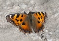 Vanessa atalanta butterfly Royalty Free Stock Photo