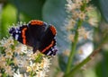 Vanessa Atalanta Butterfly The atalanta, also known as the Volcano, is a lepidoptera belonging to the Ninfalid family, widespread Royalty Free Stock Photo