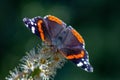 Vanessa Atalanta Butterfly The atalanta, also known as the Volcano, is a lepidoptera belonging to the Ninfalid family, widespread Royalty Free Stock Photo