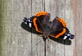 Vanessa Atalanta Butterfly The atalanta, also known as the Volcano, is a lepidoptera belonging to the Ninfalid family, widespread Royalty Free Stock Photo