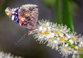 Vanessa Atalanta Butterfly The atalanta, also known as the Volcano, is a lepidoptera belonging to the Ninfalid family, widespread Royalty Free Stock Photo