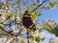 vanessa atalanta butterfly on flower Royalty Free Stock Photo