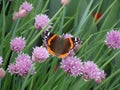 Vanessa atalanta Butterfly Royalty Free Stock Photo