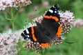 Vanessa atalanta