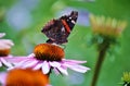 Butterfly Red Admiral In The Garden.