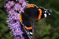 Vanessa atalanta, red admiral Royalty Free Stock Photo