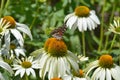 Vanessa atalanta, the red admiral