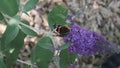 Vanessa atalanta, red admiral, is a beautiful butterlfy with black wings, bands and white spots, feeding on summer lilac