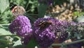 Vanessa atalanta, red admiral, is a beautiful butterlfy