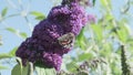 Vanessa atalanta, red admiral, is a beautiful butterlfy