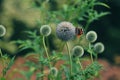 Vanessa atalanta red admiral butterfly on globe thistle green flowers