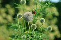 Vanessa atalanta red admiral butterfly on globe thistle green flowers