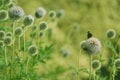 Vanessa atalanta red admiral butterfly on globe thistle green flowers Royalty Free Stock Photo