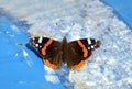 Vanessa atalanta. Red Admiral Butterfly is sitting on abstract blue and white background close up Royalty Free Stock Photo