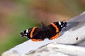 Vanessa atalanta. Red Admiral Butterfly is sitting on the white painted board  and have sun bath in bright sunny summer day closeu Royalty Free Stock Photo