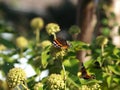 Vanessa atalanta, the red admiral butterfly in the sun sitting on a ball thistle. Royalty Free Stock Photo