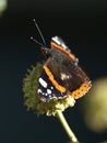 Vanessa atalanta, the red admiral butterfly in the sun sitting on a ball thistle.