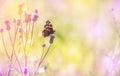 Vanessa atalanta the red admiral butterfly on top of flowering creeping thistle blossom on meadow on sunny summer day. Beautiful b