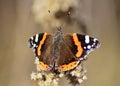 Vanessa atalanta, the red admiral in early spring Royalty Free Stock Photo