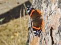 Vanessa atalanta, the red admiral or previously, the red admirable