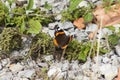 Vanessa atalanta - red admiral, red admirable butterfly