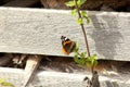 Vanessa atalanta - red admiral, red admirable butterfly