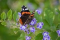 Vanessa atalanta, the red admiral or the red admirable butterfly perched on a duranta erecta purple flower