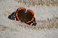 Vanessa atalanta, the red admiral or the red admirable butterfly perched on a tree trunk