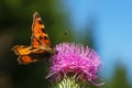 Vanessa atalanta red admiral sits on an orange thistle flower in summer Royalty Free Stock Photo
