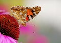 Vanessa cardui