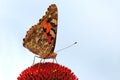 Vanessa cardui Royalty Free Stock Photo