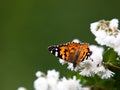 Vanessa Cardui butterfly Royalty Free Stock Photo