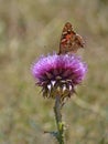 Vanessa Cardui Butterfly In Addo Royalty Free Stock Photo