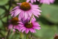 Vanessa cardui butterfly sitting on Echinacea purpurea flowering plant, eastern purple coneflower in bloom Royalty Free Stock Photo