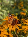 Vanessa cardui butterfly on yellow rudbeckia flowers. Close up Royalty Free Stock Photo