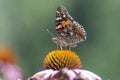 Vanessa cardui butterfly sitting on Echinacea purpurea flowering plant, eastern purple coneflower in bloom Royalty Free Stock Photo