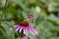 Vanessa cardui butterfly sitting on Echinacea purpurea flowering plant, eastern purple coneflower in bloom Royalty Free Stock Photo