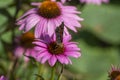 Vanessa cardui butterfly sitting on Echinacea purpurea flowering plant, eastern purple coneflower in bloom Royalty Free Stock Photo