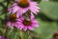 Vanessa cardui butterfly sitting on Echinacea purpurea flowering plant, eastern purple coneflower in bloom Royalty Free Stock Photo