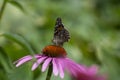 Vanessa cardui butterfly sitting on Echinacea purpurea flowering plant, eastern purple coneflower in bloom Royalty Free Stock Photo