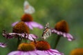 Vanessa cardui butterfly sitting on Echinacea purpurea flowering plant, eastern purple coneflower in bloom Royalty Free Stock Photo