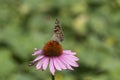 Vanessa cardui butterfly sitting on Echinacea purpurea flowering plant, eastern purple coneflower in bloom Royalty Free Stock Photo