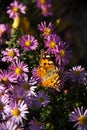 Vanessa cardui macro photo. Butterfly on autumn flowers Royalty Free Stock Photo