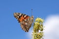 Vanessa cardui , the Painted lady butterfly in blue sky background Royalty Free Stock Photo